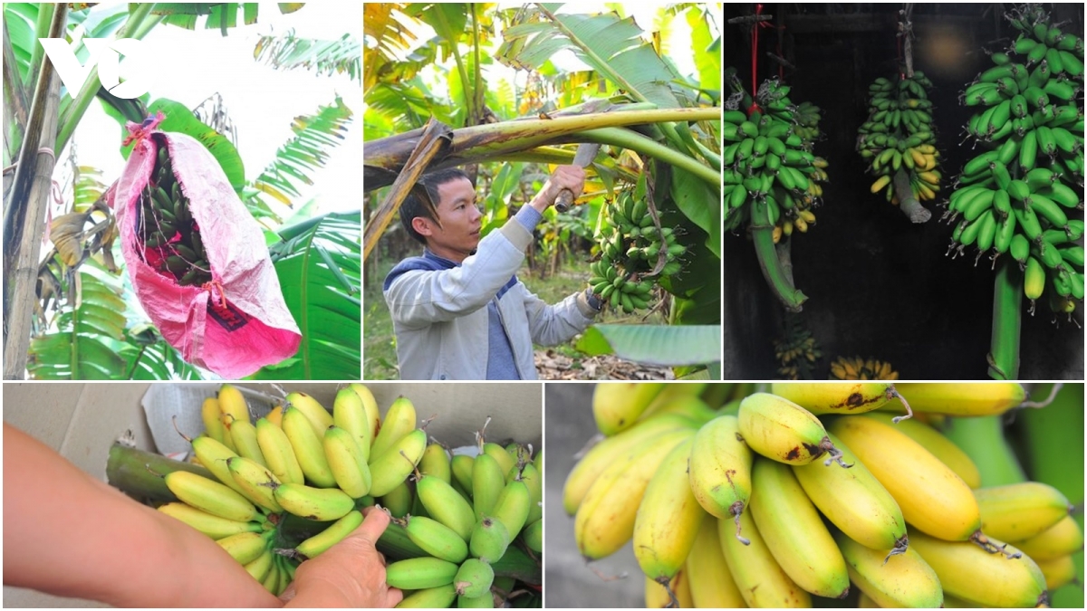 Đặc sản chuối tiến vua "làng Vũ Đại" cháy hàng dịp Tết